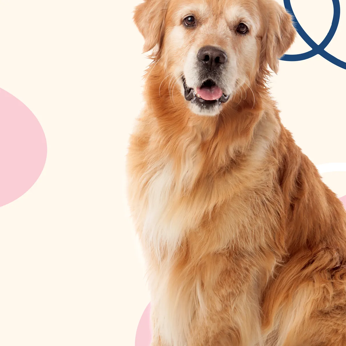 Your Pet's Home away from Home