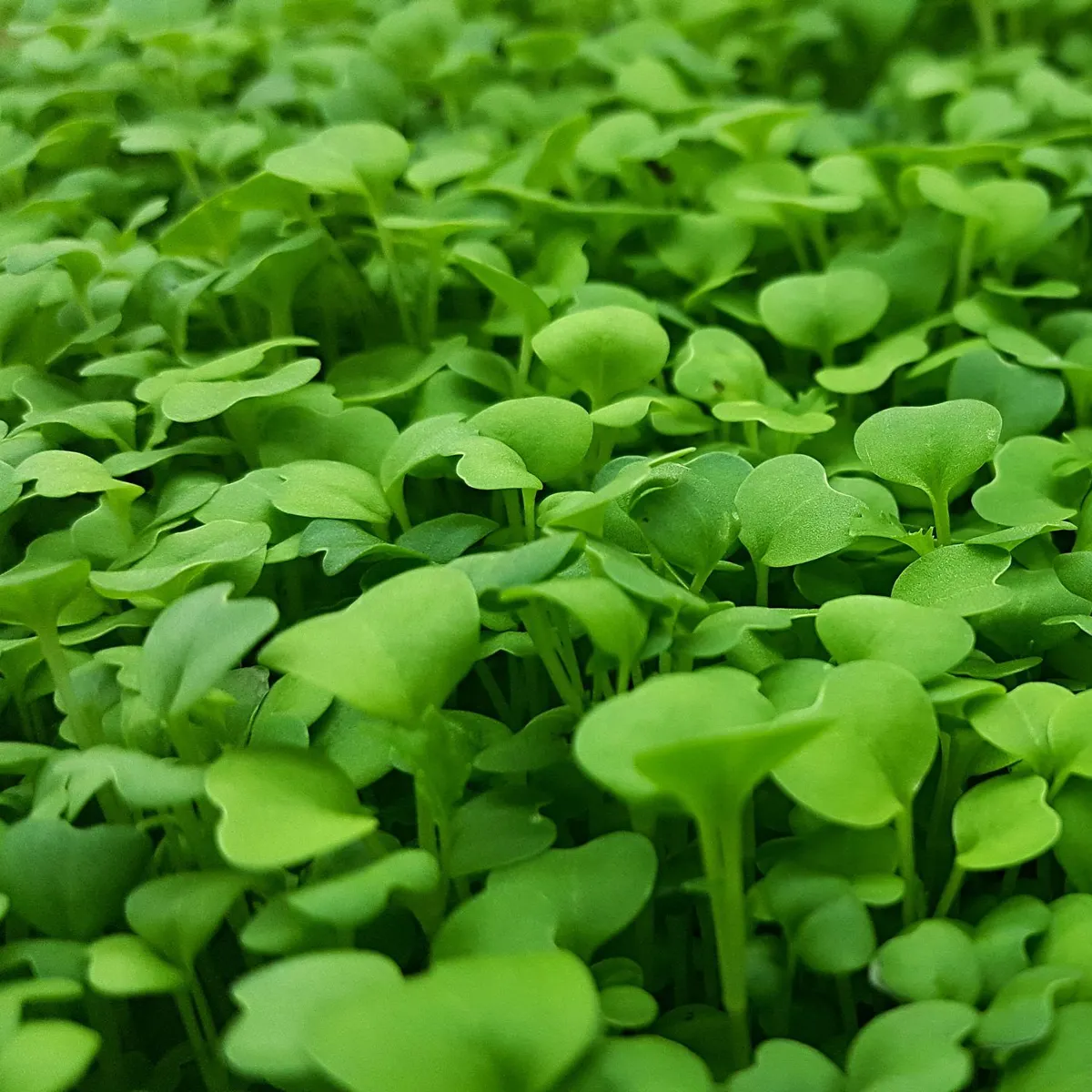 Grow your micro-greens!