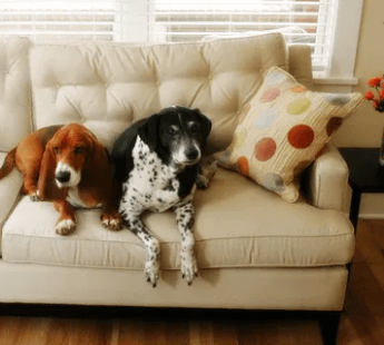 Mundka Pet Vacation - 110081