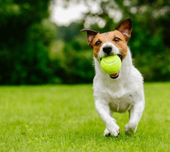 Balewadi, Nande Rd Pet Hostel - 412115