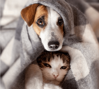 V. Kallahalli Pet Sitting- 562125