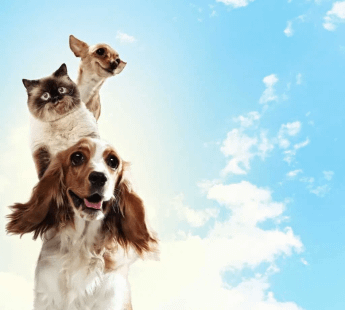 Rustam Bagh Layout Dog Day Care Facility- 560017