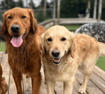 Malviya Nagar Pet Retreat - 110017