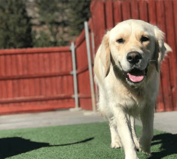 Dwarka Pet Accomodation Services- 110075