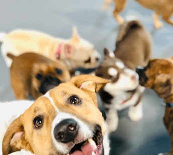 Bananshankari Dog Kennel-  560061)