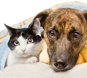 Sahu Colony, Karve Nagar Animal Boaring- 411052