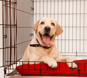 Bijwasan, New Delhi Pet Sitting -110061