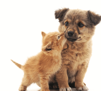 Hosa Rd Animal Lodging- 560035