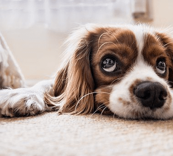 Whitefield Pet Resort and Kennels