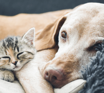 Gardens Ruby Hospital Area Pet Resort- 700107