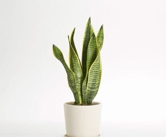 Snake Plant