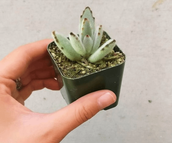 Kalanchoe Tomentosa Succulent Panda Paw
