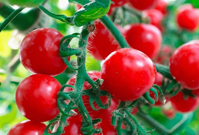 Cherry tomato Red
