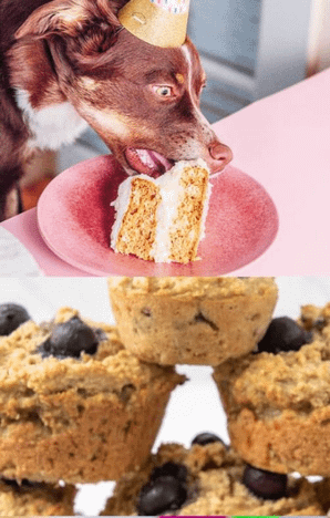 Pet Baking Workshop