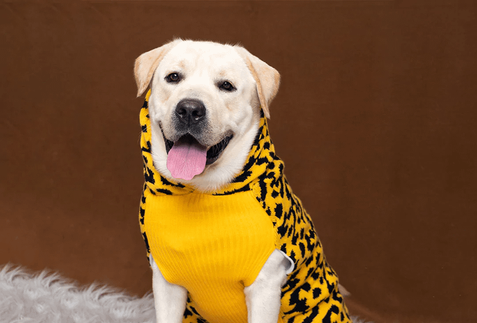 Leopard Knit Sweater