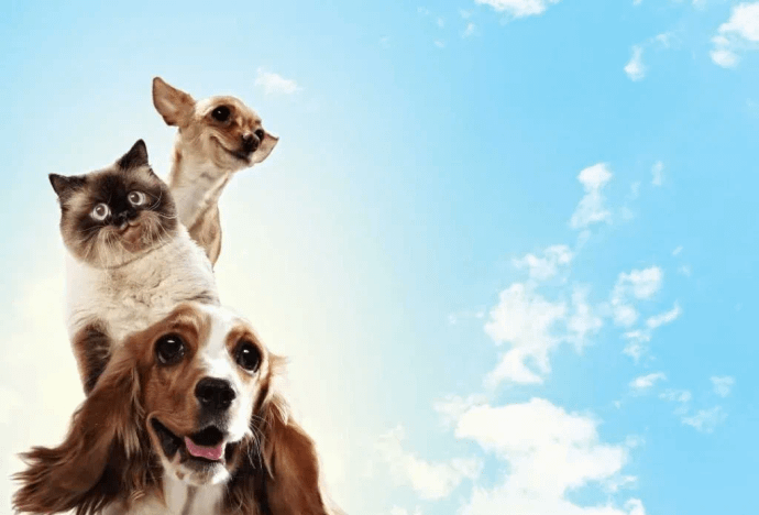 Rustam Bagh Layout Dog Day Care Facility- 560017