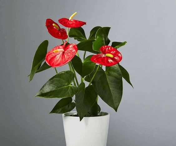 Anthurium