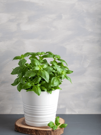 Basil Plant