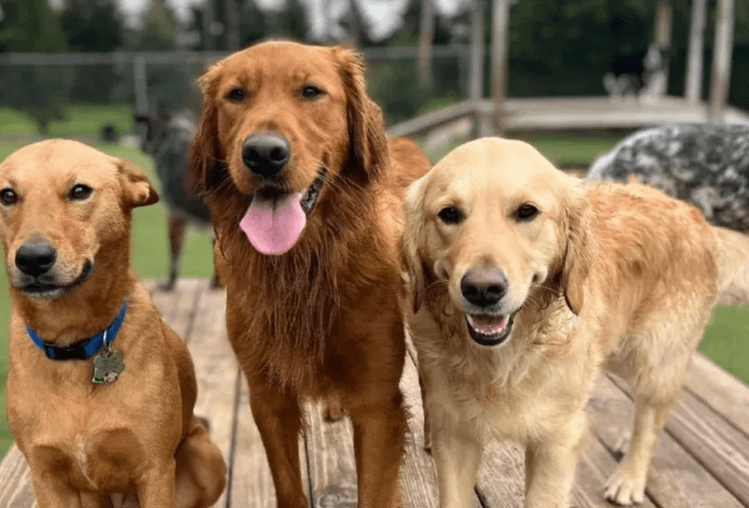 Malviya Nagar Pet Retreat - 110017