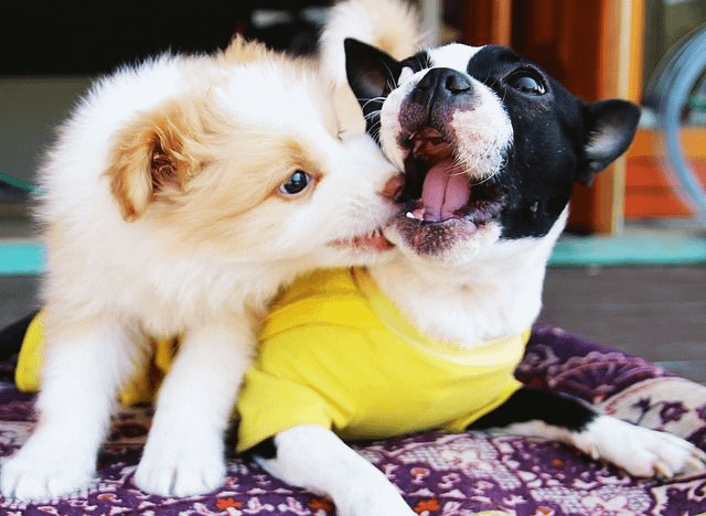 Sarjapur Rd Pet Kennel- 560087