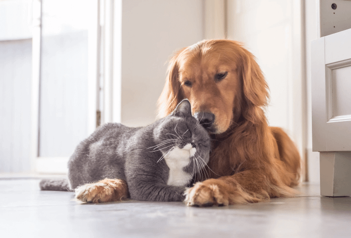 Lake Ave Pet Boaridng- 70026