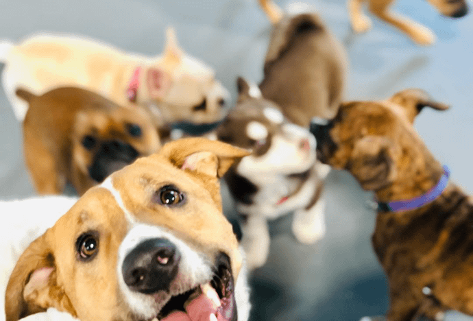 Bananshankari Dog Kennel- 560061)