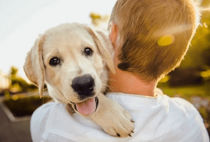 Jaynagar 9th Block Pet Boarding- 560041