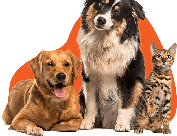 Powai Pet Boarding Centre- 400072