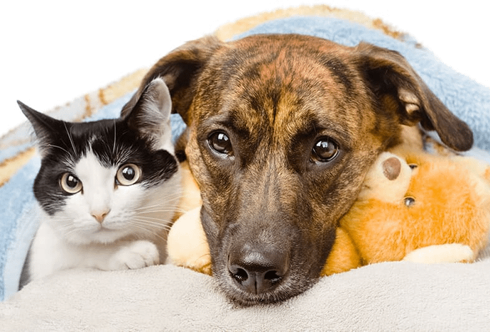 Sahu Colony, Karve Nagar Animal Boaring- 411052