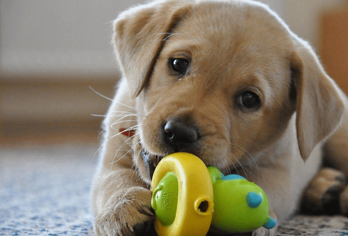 Magarpatta, Hadapsar Pet DayCare- 411028