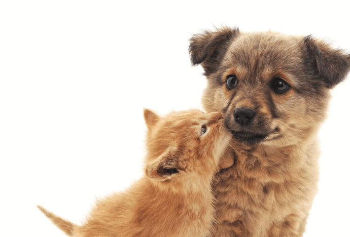 Hosa Rd Animal Lodging- 560035