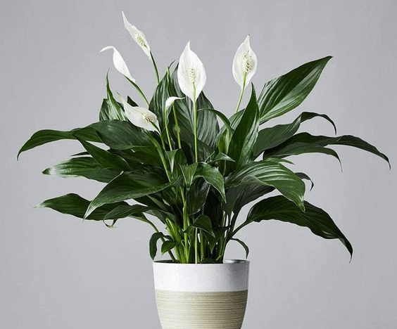 Spathyphyllum (Peace Lily)