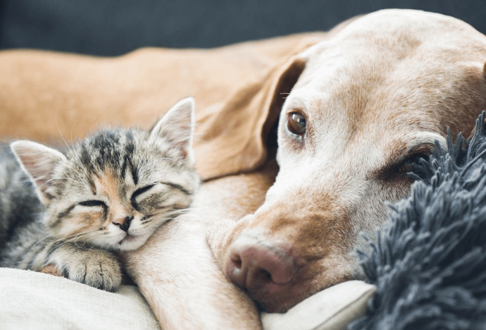 Gardens Ruby Hospital Area Pet Resort- 700107