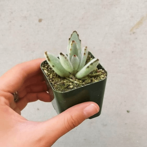 Kalanchoe Tomentosa Succulent Panda Paw