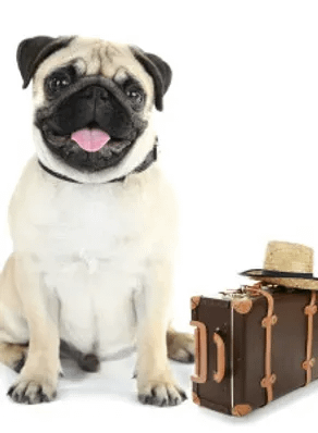 Kandiwali Dogs Cuddle Therapy and Boarding - 400067