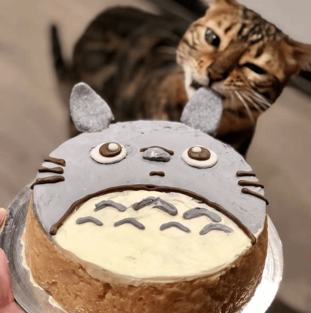 Salmon and Sweet Potato Cake