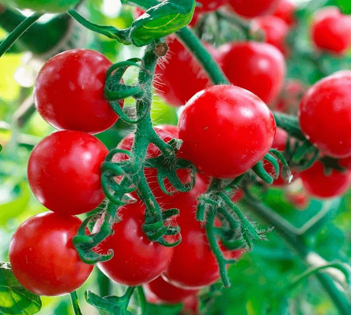 Cherry tomato Red
