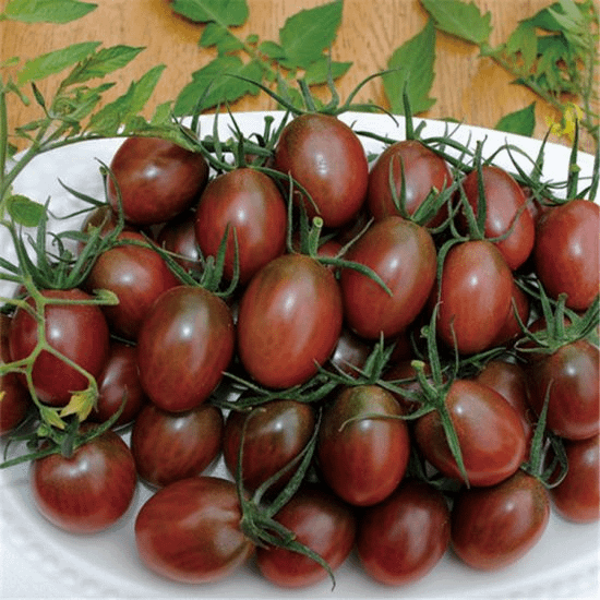 Cherry tomato Maha combo seed kit