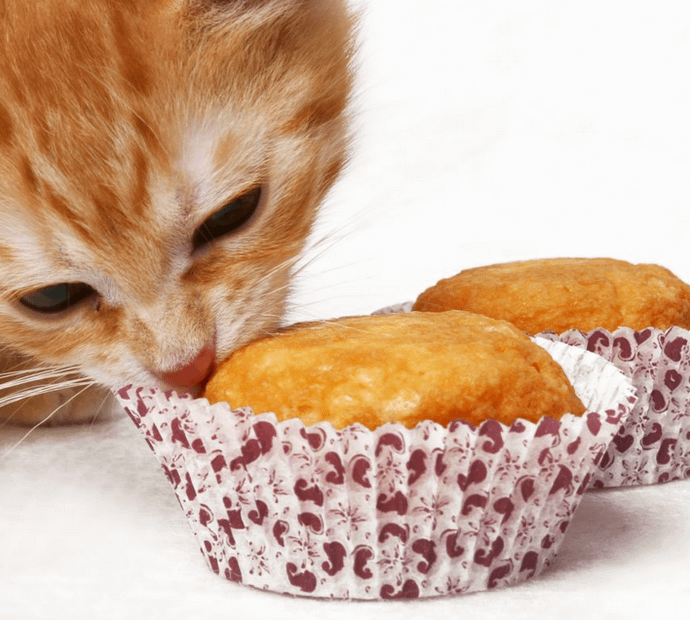 Tuna Cupcakes ( Box of 4)