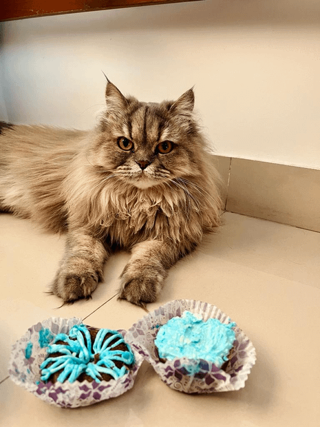 Oats & Chicken Gluten Free Cupcakes (Box of 6)