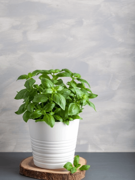 Basil Plant