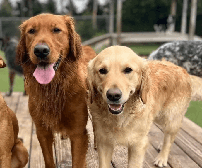 Malviya Nagar Pet Retreat - 110017