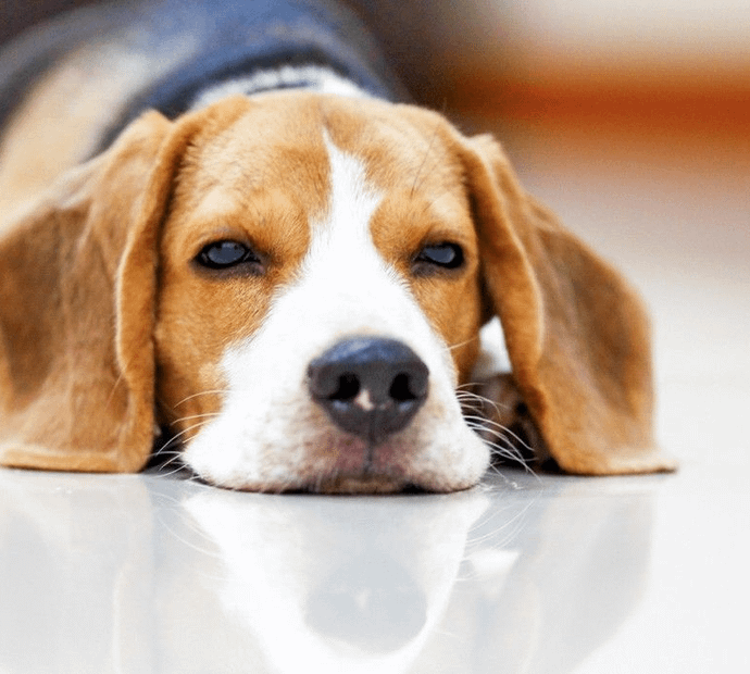  New Alipore Dog Care- 700053