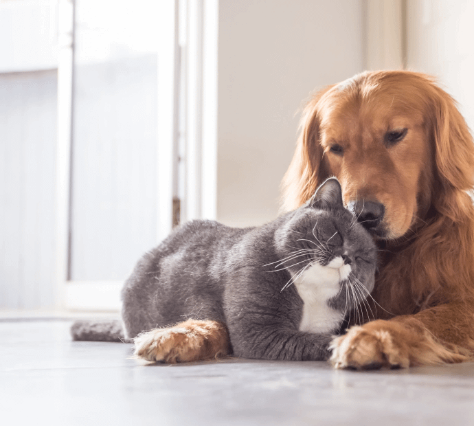 Lake Ave Pet Boaridng- 70026