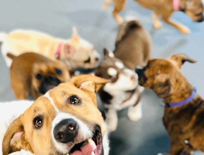 Bananshankari Dog Kennel-  560061)