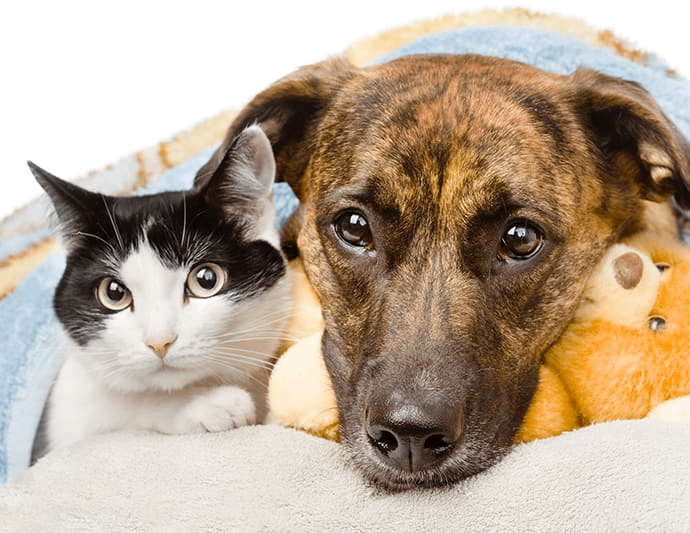 Sahu Colony, Karve Nagar Animal Boaring- 411052