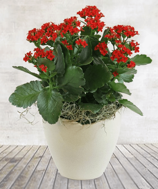 Kalanchoe Plant (Flaming Katy)
