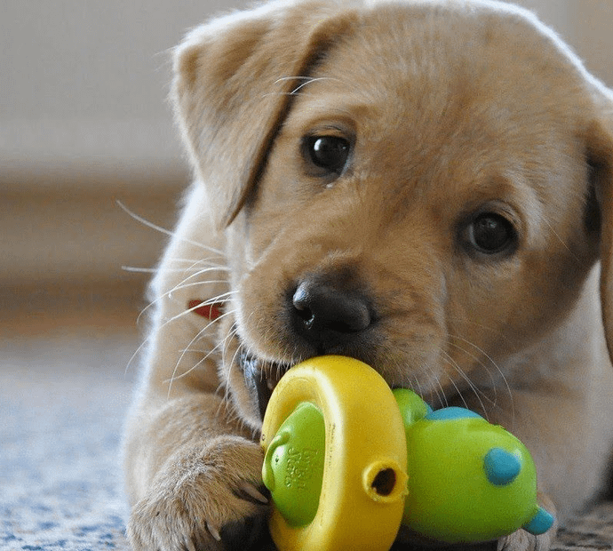 Magarpatta, Hadapsar Pet DayCare- 411028