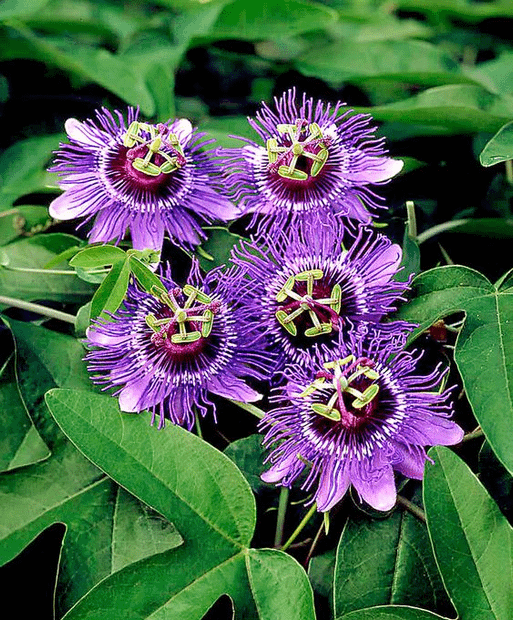 Passion Flower (Purple)