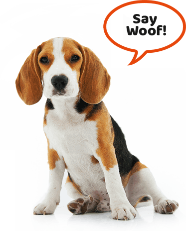 Shivaji Chowk Pet Day Care and Boardinng - 400057